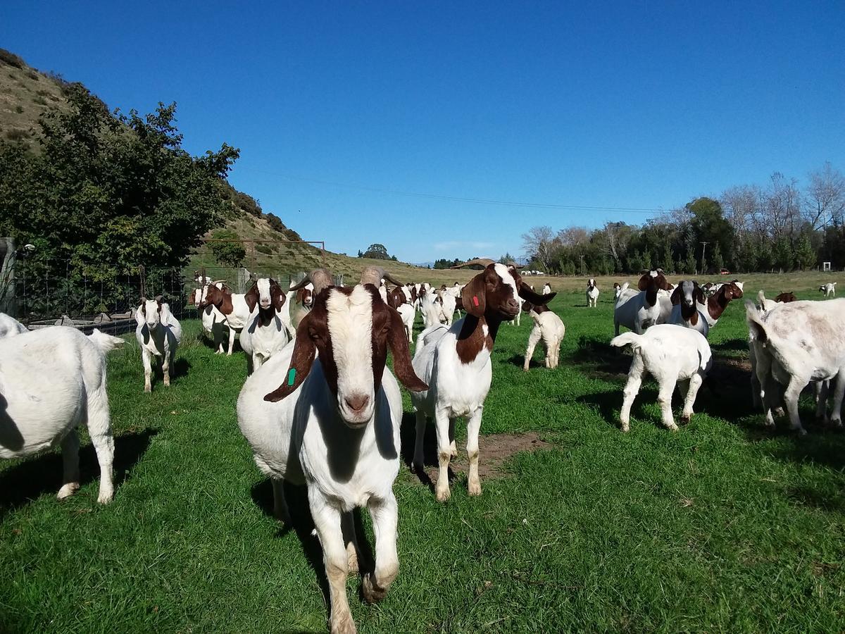 Hawarden Hurunui Homestead Bed And Breakfast מראה חיצוני תמונה